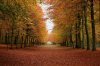 forest-autumn-fall-wallpaper-4 (1).jpg