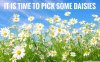 field_of_daisies-wallpaper-1280x800-01.jpeg