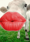 cow lipstick.gif
