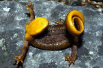 rough-skinned-newt.jpg