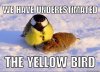 ADMDSS-funny-military-memes-yellow-bird.jpg