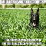 military-working-dog.png