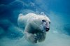Polar_bear_swimming_in_zoo.jpg