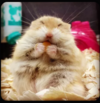 Happy Hamster.png