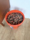 my-grandparents-have-this-5-gallon-bucket-full-of-pennies-v0-nlt6jbl5vy2a1.jpg