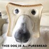 purebread DOG.jpg
