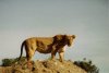 Kenya 98-09a Lioness.jpg