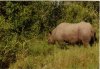 Kenya 98-09b Rhino.jpg