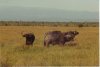 Kenya 98-10a Cape Buffalo.jpg